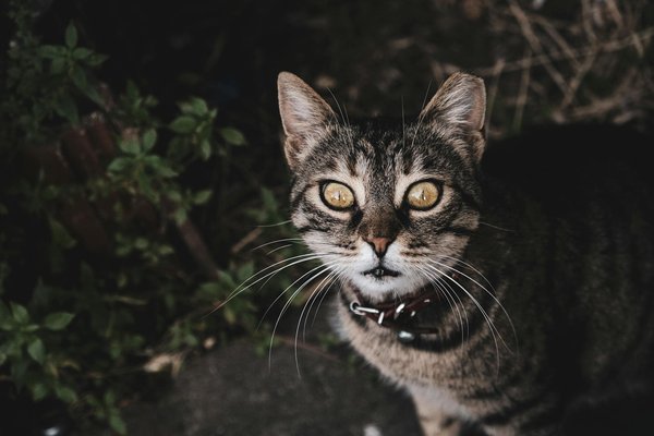 Soluzioni Creative per l'Arte Virtuale: Manuale per una Mostra di Arte Moderna Innovativa